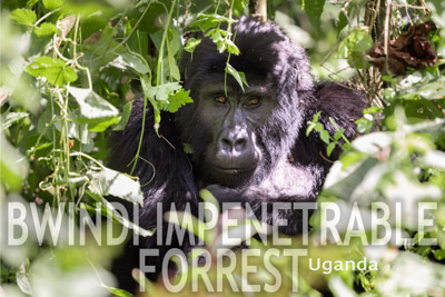 Bwindi Impenetrable Forrest, Uganda