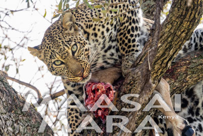 Maasai Mara, Kenya