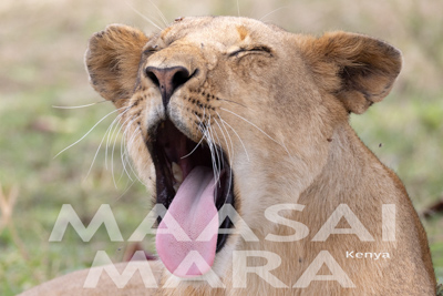 Maasai Mara, Kenya