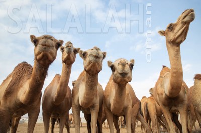 Salalah, Oman